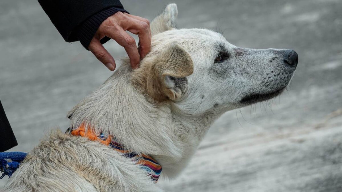 Un hombre, identificado como el dueño del animal de compañía, golpeó en repetidas ocasiones al perrito.