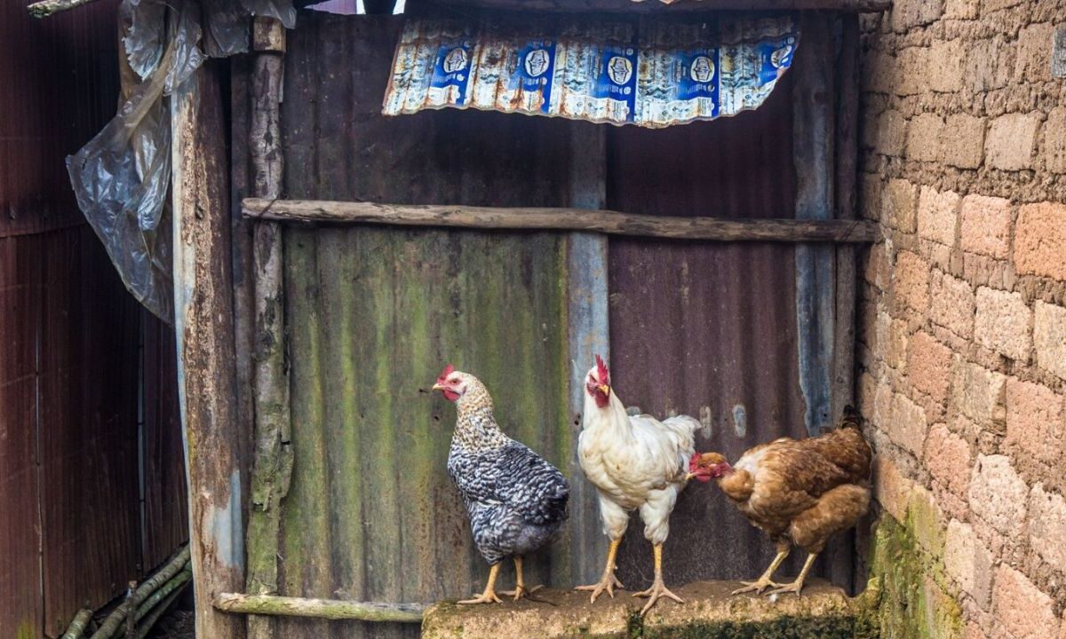 Las peleas de gallos serán excluidas en el dictamen para prohibir espectáculos con animales en la capital.