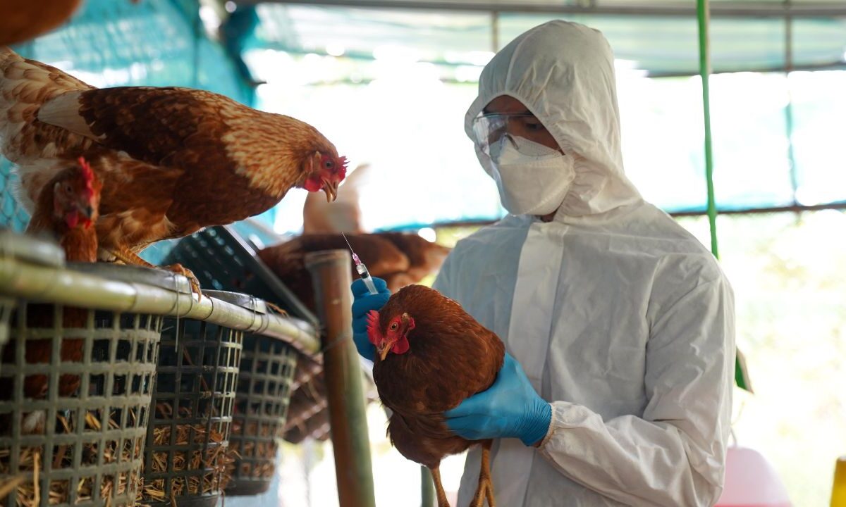 Nuevo brote de gripe aviar en granja de EU causa preocupación