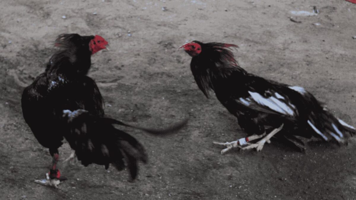 Eliminan las peleas de gallos en la Feria de Puebla