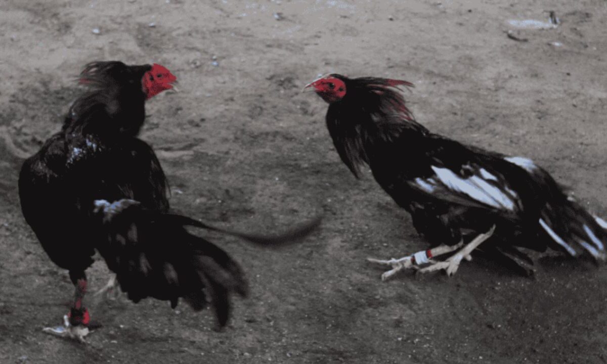 Eliminan las peleas de gallos en la Feria de Puebla