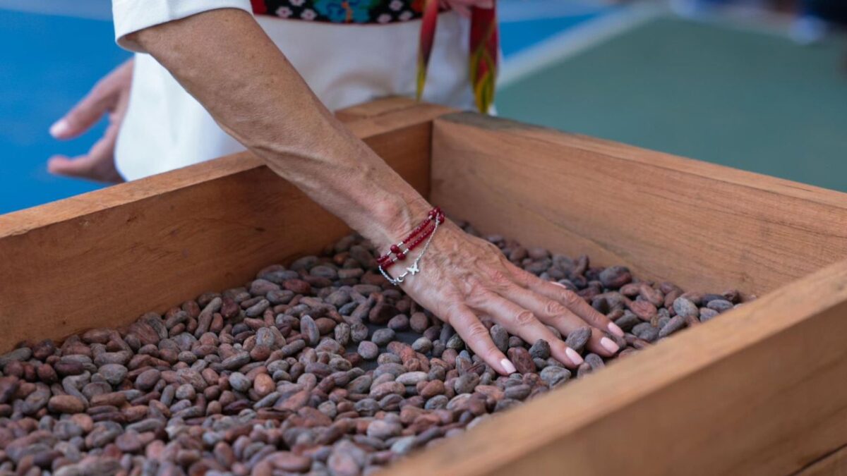 Se producirán Chocolates del Bienestar con cacao de Tabasco, señala la presidenta Claudia Sheinbaum.