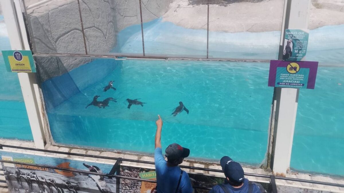 El director del Zoológico de León agregó que habrá también algunas zonas para que se puedan desarrollar pláticas educativas.