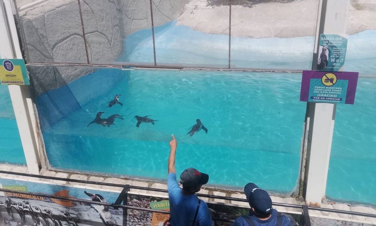 El director del Zoológico de León agregó que habrá también algunas zonas para que se puedan desarrollar pláticas educativas.