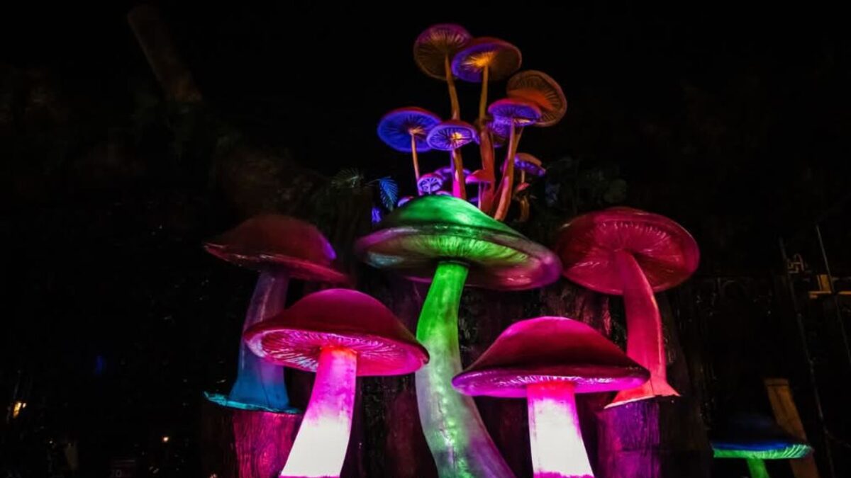 Este Sábado de Gloria de realizará el Picnic Nocturno bioluminiscente como parte de las actividades del Festival Spora