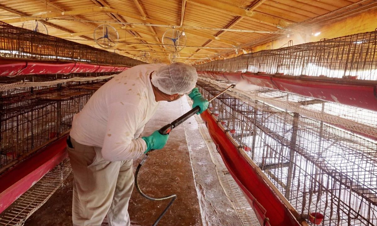 La Secretaría de Agricultura informo el hallazgo de un virus de influenza aviar en una granja de Marín en Nuevo León y activó protocolos.