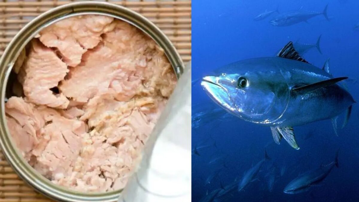 Marcas de atún que si son reales según Profeco
