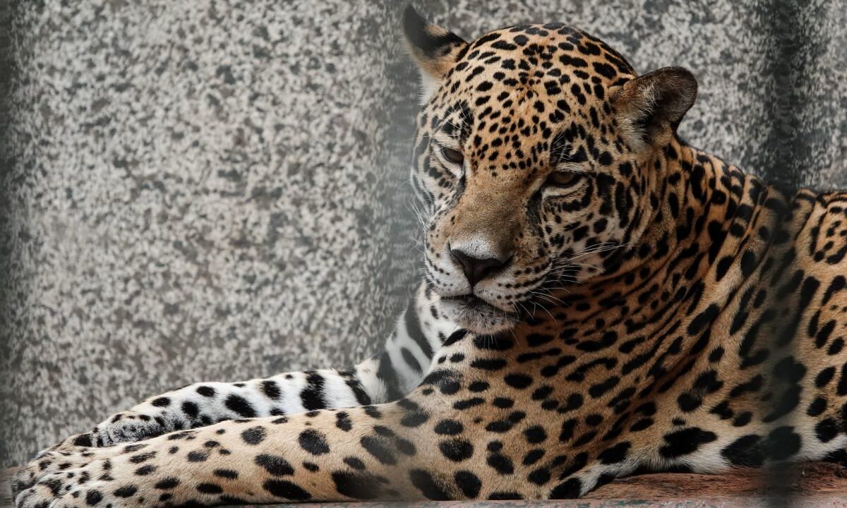 Autoridades ambientales investigan caza de un jaguar en una comunidad de Oaxaca.