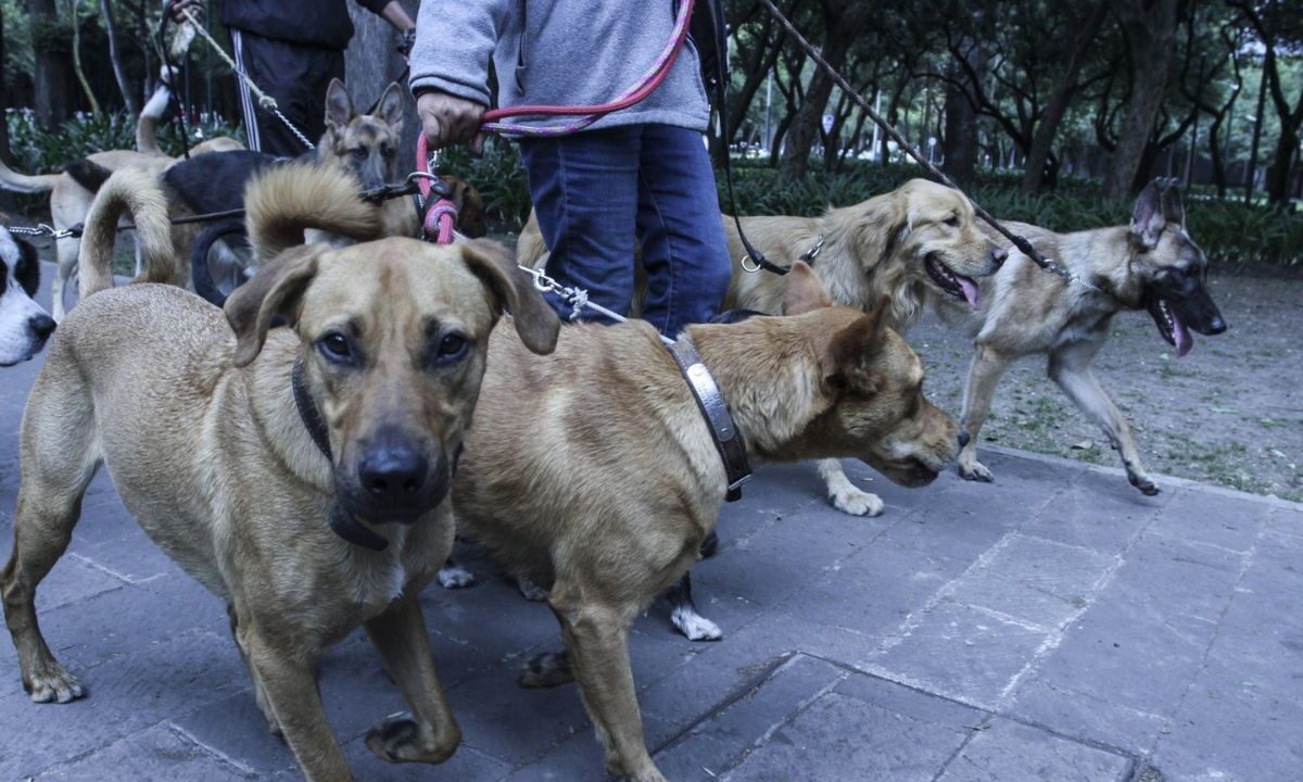 La diputada del PAN en el Congreso capitalino, Claudia Montes de Oca, presentó una iniciativa para tipificar como delito el abuso de confianza por parte de paseadores de perros que, por negligencia o irresponsabilidad, causen daños graves, pérdida o muerte de los animales a su cargo.