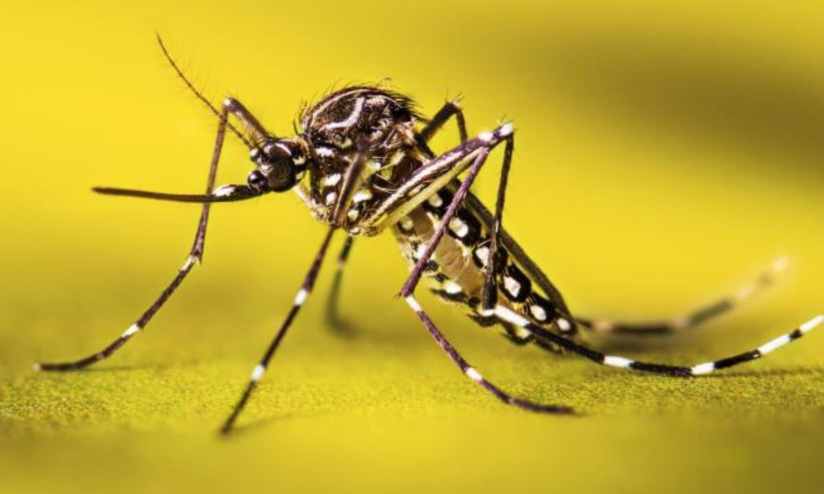 El Ministerio de Salud de Colombia declaró alerta sanitaria por aumento de casos de fiebre amarilla transmitida por picaduras de mosquitos.