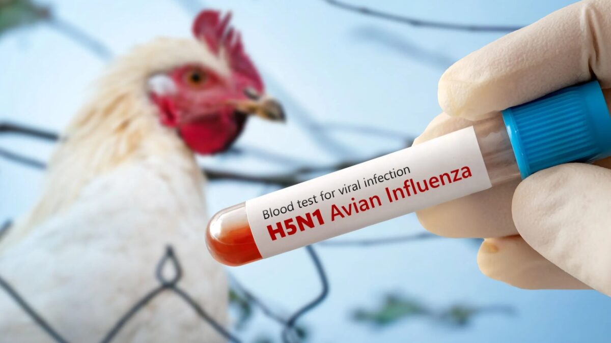 SSA confirma muerte de menor por influenza aviar