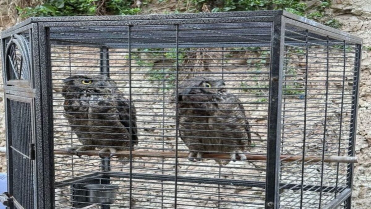 En Tijuana aseguran un tigre, búhos, monos araña y otras especies exóticas