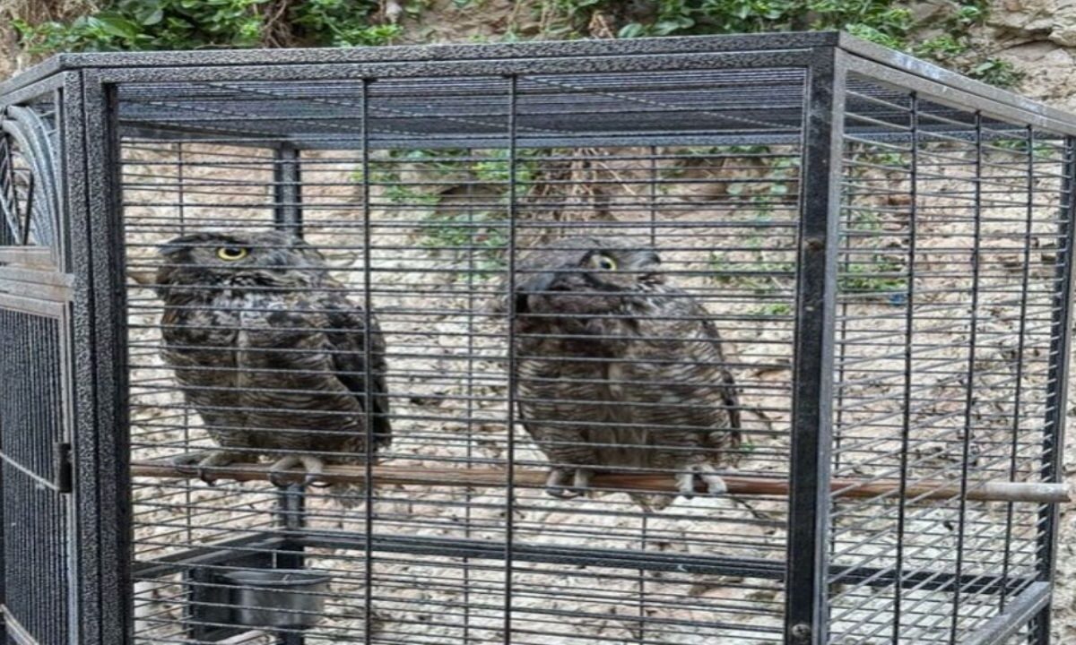 En Tijuana aseguran un tigre, búhos, monos araña y otras especies exóticas