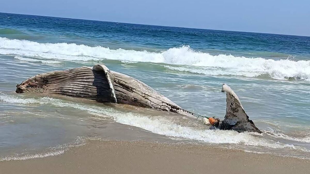Una ballena fue localizada sin vida en la franja de arena en barra de Coyuca de Benítez, en la región Costa Grande de Guerrero.