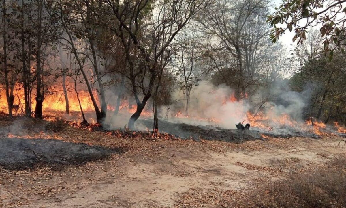 Se consumieron por incendios 450 hectáreas en La Beata, Querétaro.