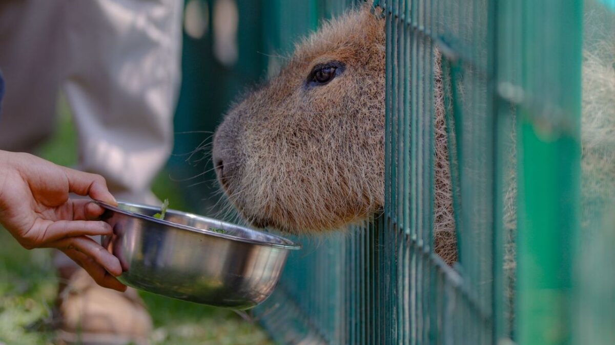 La expectativa de las nuevas actividades en el zoológico con estos ejemplares atrajo a cientos de visitantes, algunos con poca precaución.