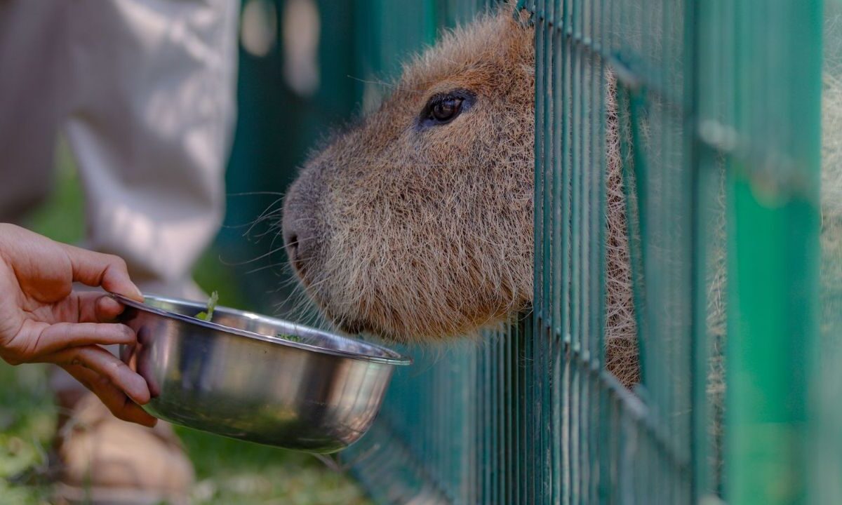 La expectativa de las nuevas actividades en el zoológico con estos ejemplares atrajo a cientos de visitantes, algunos con poca precaución.