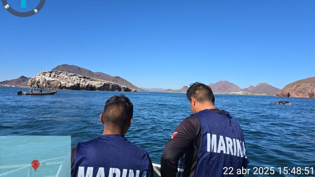 Marina y Profepa ponen a flote a ballena varada en Sonora