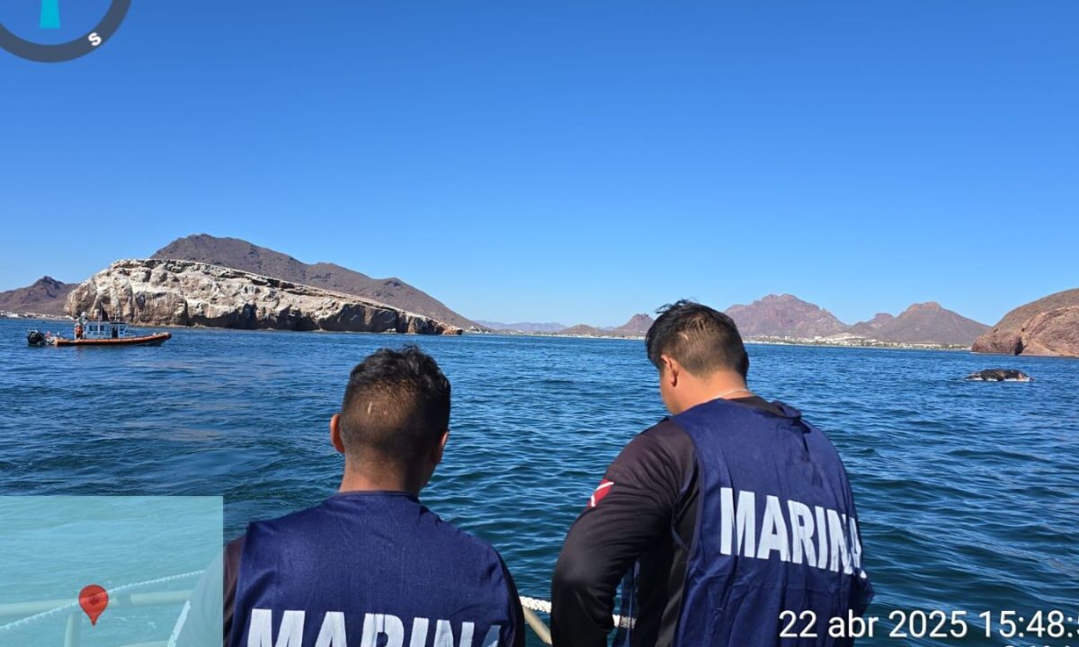 Marina y Profepa ponen a flote a ballena varada en Sonora