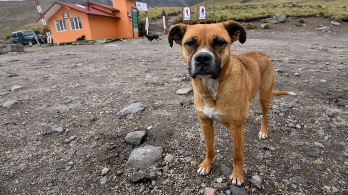 El diputado de Morena en el Congreso capitalino, Miguel Macedo, presentó una iniciativa para castigar con 3 años de cárcel el abandono de mascotas.