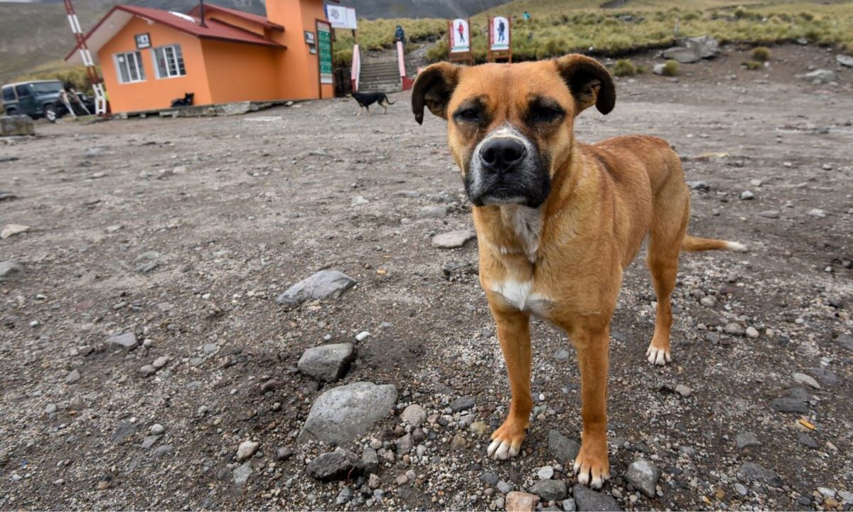 El diputado de Morena en el Congreso capitalino, Miguel Macedo, presentó una iniciativa para castigar con 3 años de cárcel el abandono de mascotas.