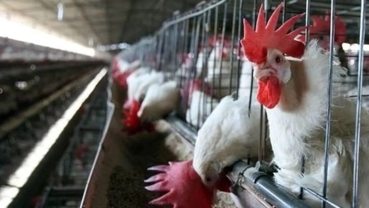 Muere menor infectada con influenza aviar H5N1 en Torreón