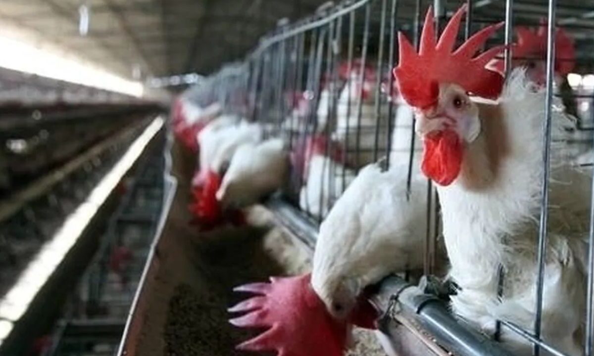 Muere menor infectada con influenza aviar H5N1 en Torreón