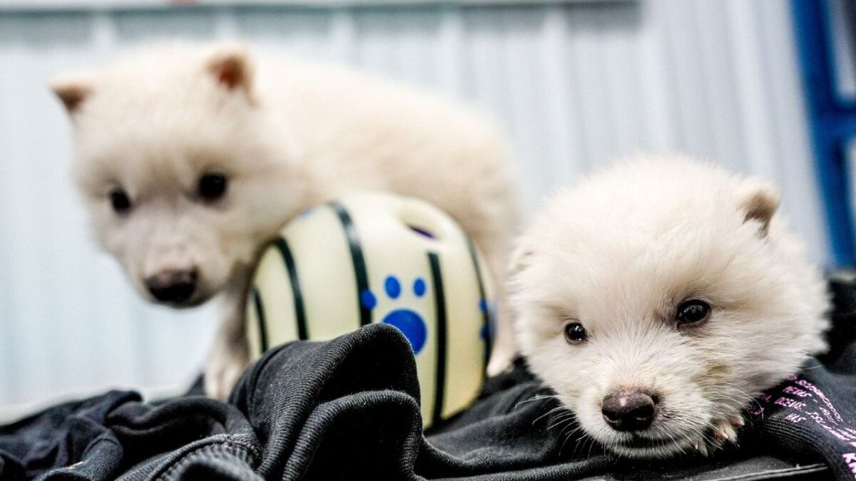 Tres cachorros del extinto “lobo terrible” nacieron y es la primera especie “desextinta”, la cual desapareció hace más de 10 mil años.