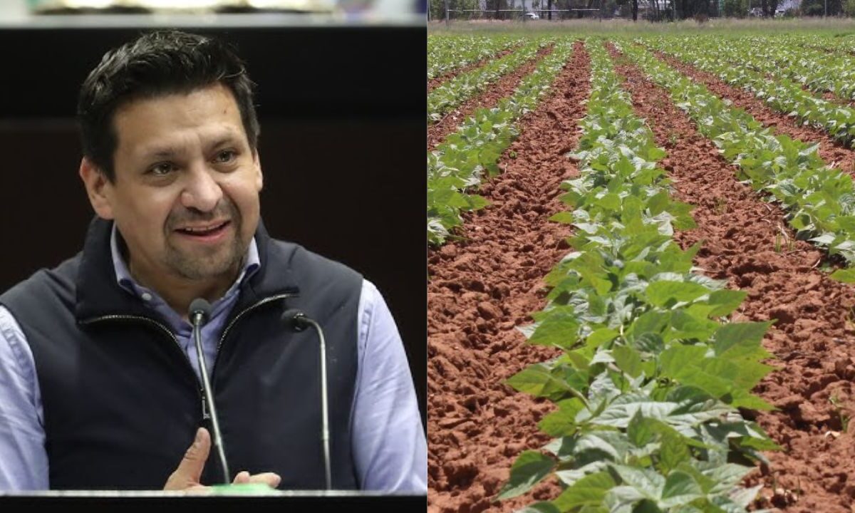 Frijol del bienestar no demuestra el combate a la extorsión en el campo: PAN