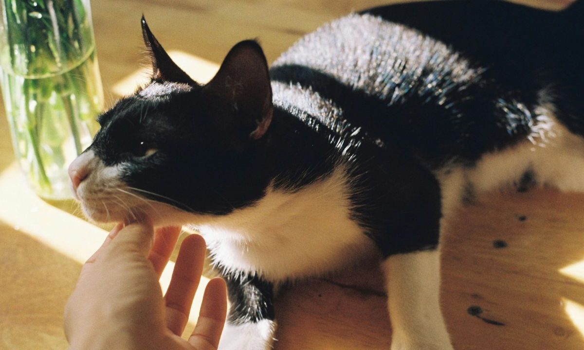 Actualmente, en el Centro Femenil de Reinserción Social Tepepan, viven 36 gatitos, que han ayudado a mejorar el bienestar físico y emocional de las mujeres internas.