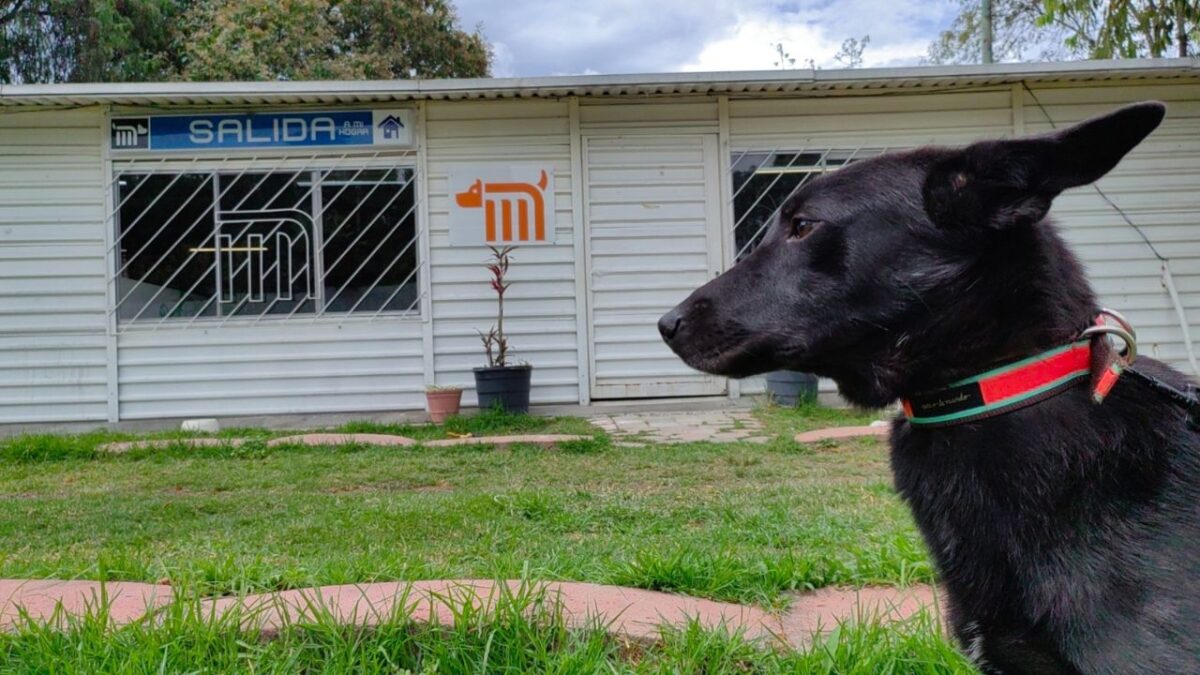 Refugio de perros del Metro: conoce como puedes adoptar a un animal