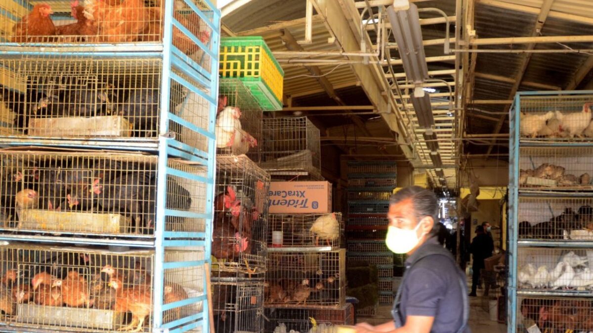 Venta de Animales exoticos Mercado de Sonora