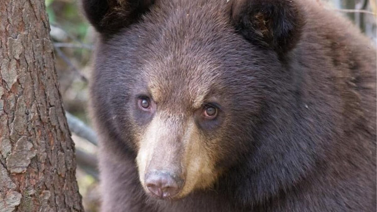 Eslovaquia autoriza comercio de carne de oso pese a críticas