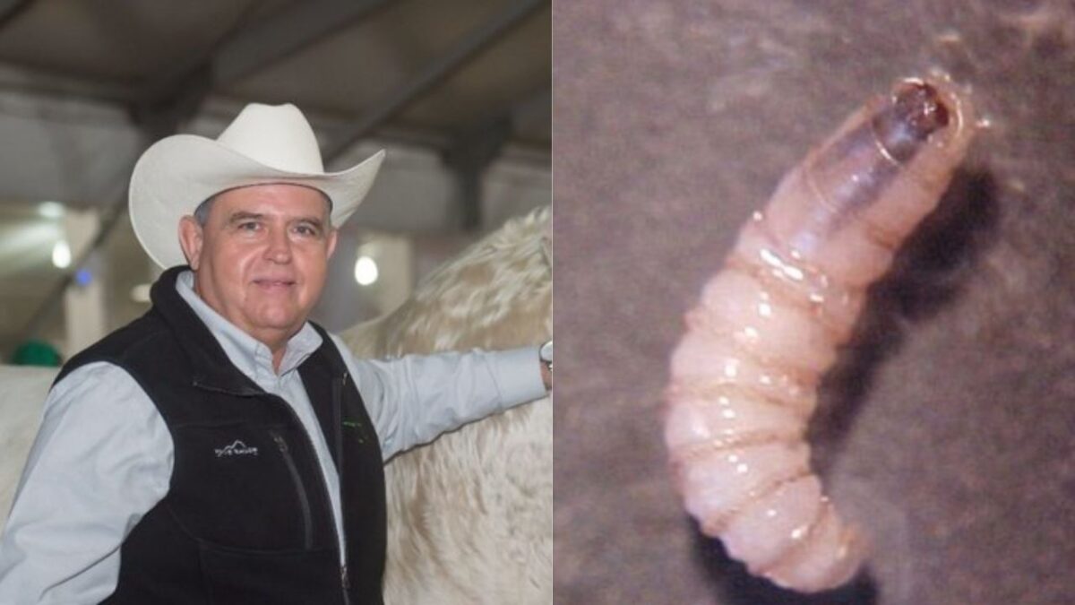 Acuerdan ganaderos medidas para detener crisis de la carne