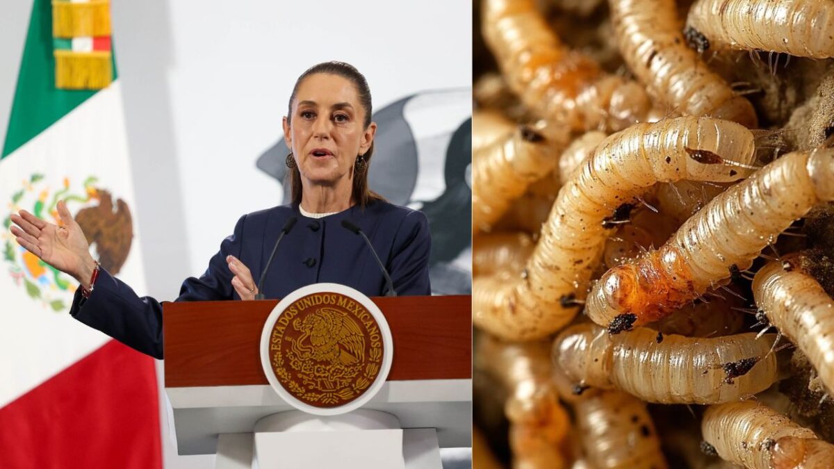 Acuerdan México y EU reapertura de planta para combatir al gusano barrenador