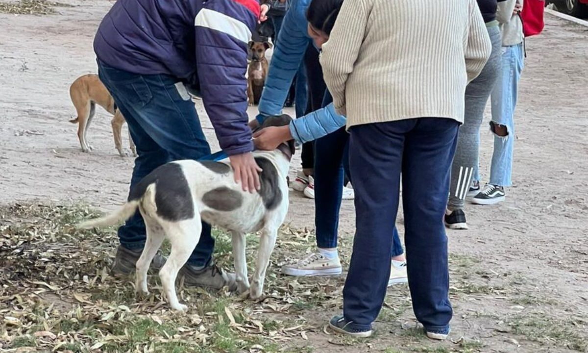 En la publicación se reconoce como animal comunitario a todo aquel perro o gato que vive en el espacio público o áreas comunes dentro de una comunidad determinada.