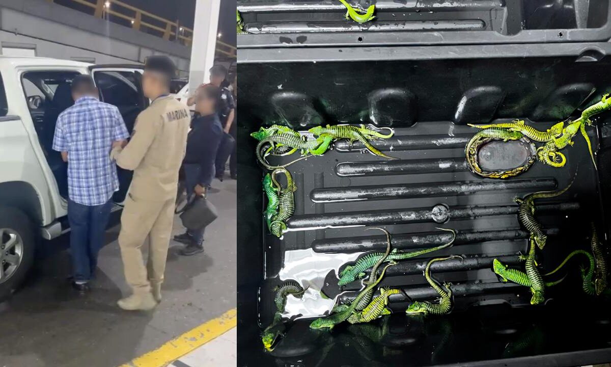 Cae un presunto traficante internacional con 299 reptiles en el AICM, tenía como destino Japón.