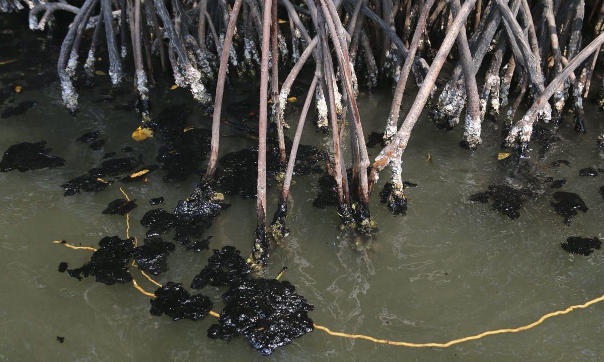 Peces murieron por la contaminación con aceite que se registró en Paraíso.