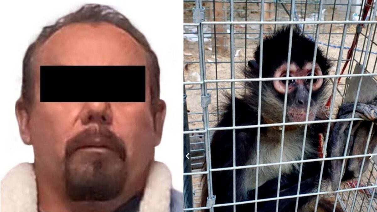Fauna silvestre rescatada, armas de fuego decomisadas y una persona detenida fue el saldo de un cateo realizado por la FGR en Tijuana.