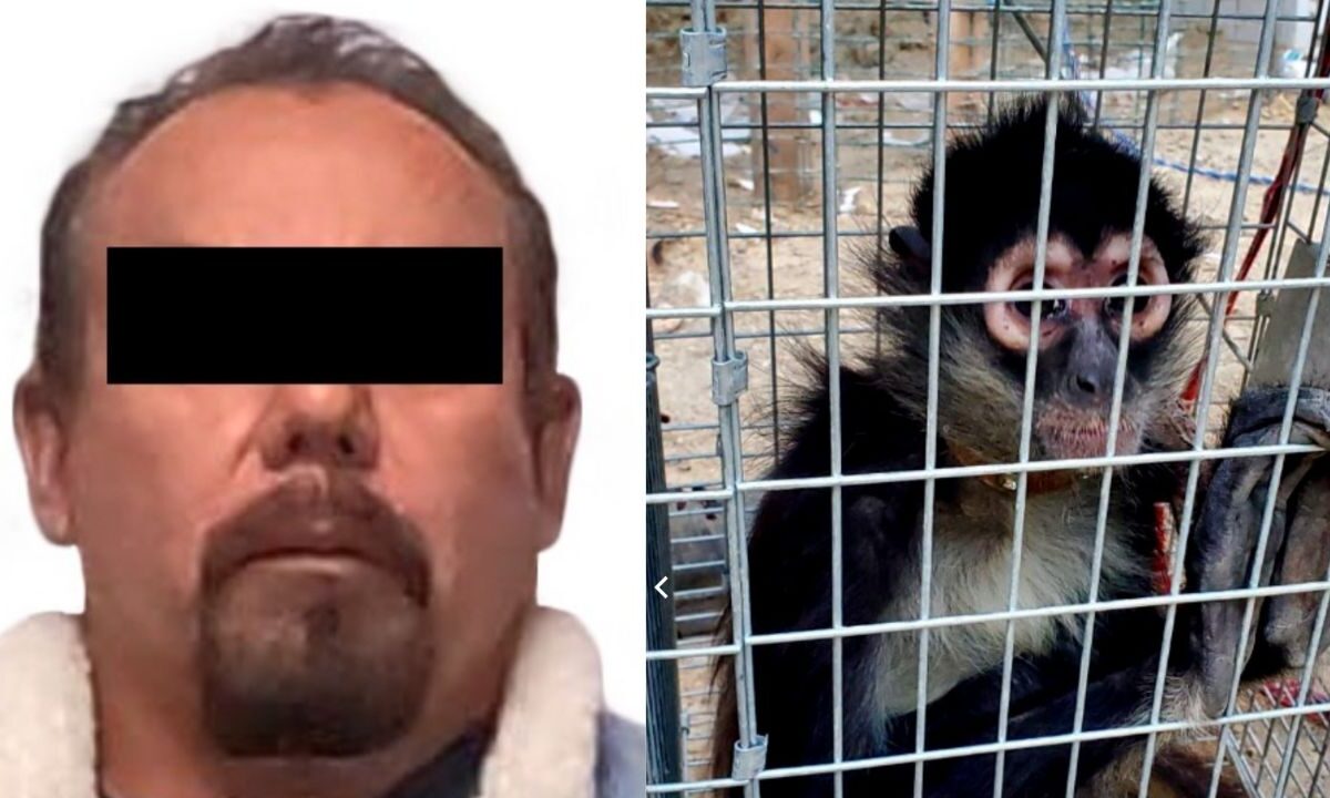Fauna silvestre rescatada, armas de fuego decomisadas y una persona detenida fue el saldo de un cateo realizado por la FGR en Tijuana.