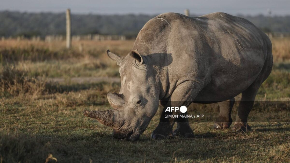 Sudáfrica ha perdido más de 100 rinocerontes en apenas el primer trimestre de 2025, por cazadores furtivos.