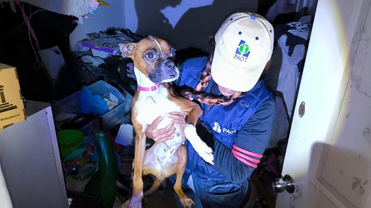 Estas unidades permitirán descongestionar la carga de instituciones como la PAOT, atender denuncias de manera oportuna, así como planificar campañas tanto de vacunación como esterilización de perros y gatos.