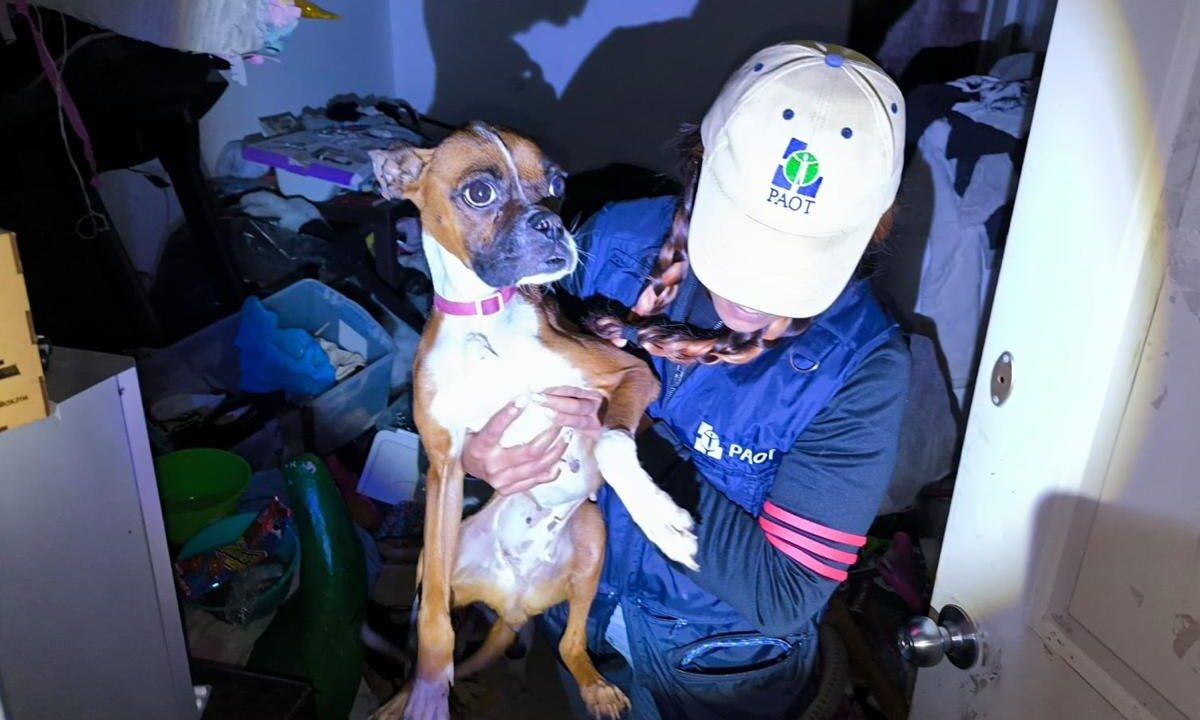 Estas unidades permitirán descongestionar la carga de instituciones como la PAOT, atender denuncias de manera oportuna, así como planificar campañas tanto de vacunación como esterilización de perros y gatos.