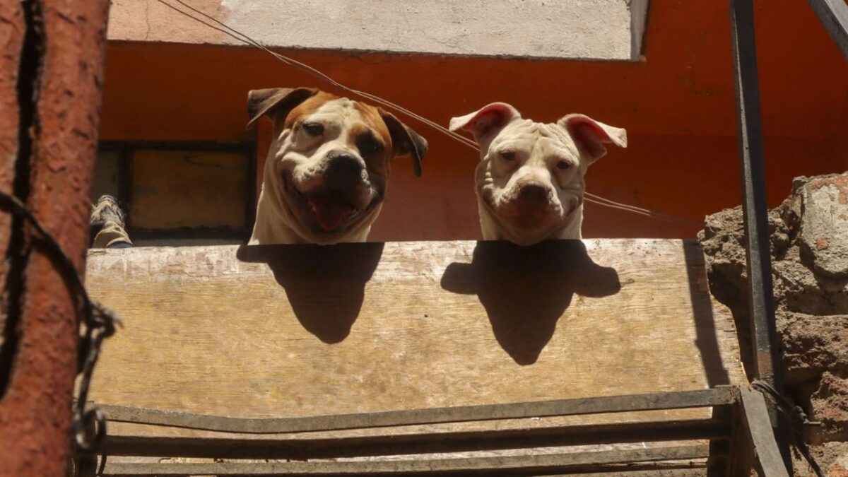 Perros de la raza pitbull atacan a su cuidador al interior de su casa en la alcaldía Cuauhtémoc.