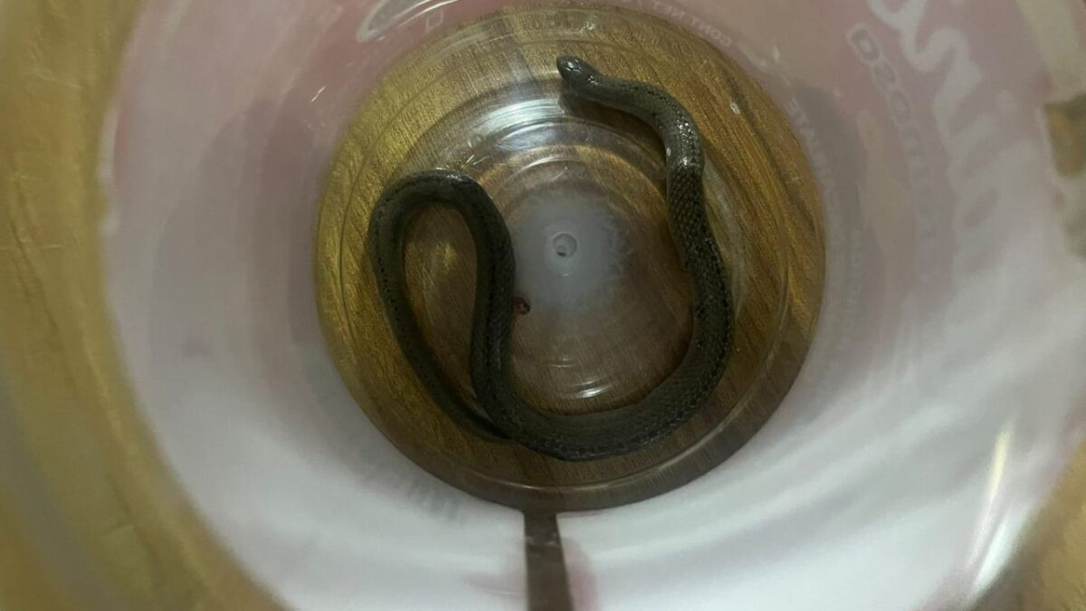 Elementos de la Brigada de Vigilancia Animal, de la policía capitalina, resguardaron a una serpiente hallada en una casa en Xochimilco.