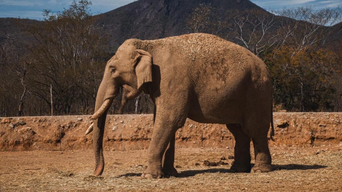 Debido a la ola de violencia que azota Culiacán, trasladan a 700 animales de un santuario.
