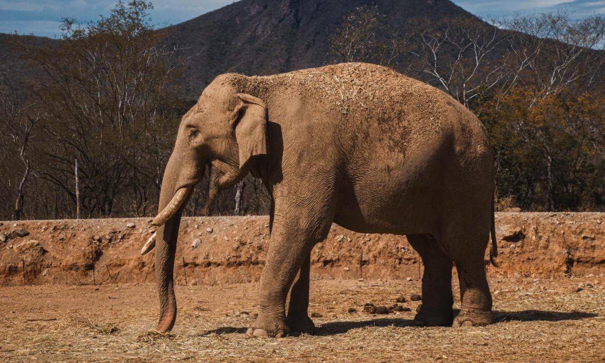Debido a la ola de violencia que azota Culiacán, trasladan a 700 animales de un santuario.