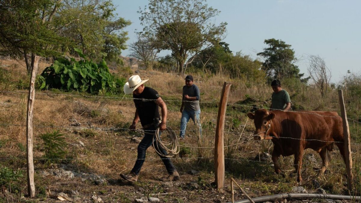 El PRI respaldó la exigencia de los ganaderos de Coahuila sobre la renuncia del secretario de Agricultura y Desarrollo Rural, Julio Berdegué.