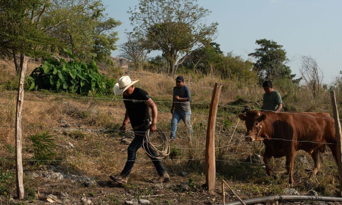El PRI respaldó la exigencia de los ganaderos de Coahuila sobre la renuncia del secretario de Agricultura y Desarrollo Rural, Julio Berdegué.