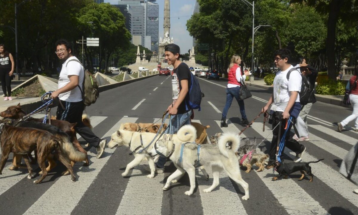 Propone PT 10 años de cárcel a paseadores de perros maltratadores
